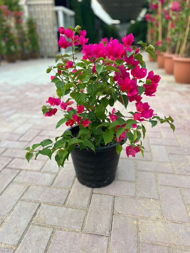 Bougainvillea Spectabilis 3