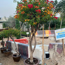 Bougainvillea Single Head 3