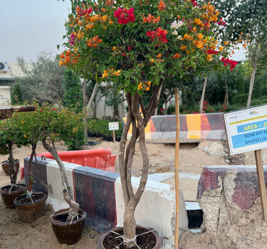 Bougainvillea Single Head 3