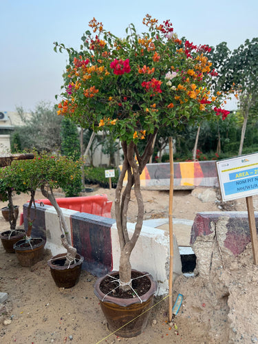 Bougainvillea Single Head 3