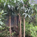 Mango Tree – Mangifera Indica – King of Fruits 5