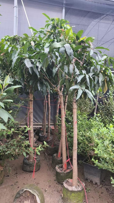 Mango Tree – Mangifera Indica – King of Fruits 5