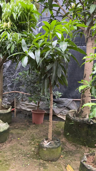 Mango Tree – Mangifera Indica – King of Fruits 4