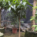 Mango Tree – Mangifera Indica – King of Fruits 9
