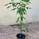 Mango Tree – Mangifera Indica – King of Fruits 7