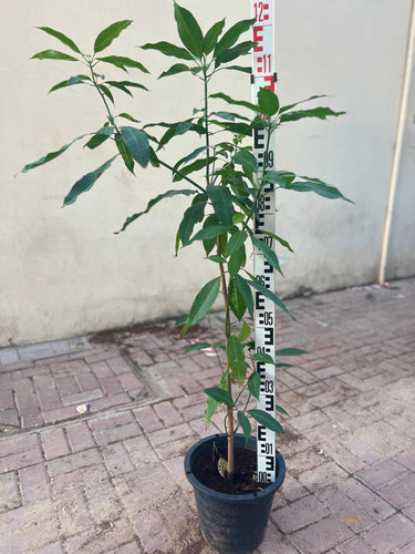 Mango Tree – Mangifera Indica – King of Fruits 8