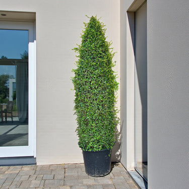Ehretia Microphylla – Ehretia Cone Shape – Fukien Tea 10