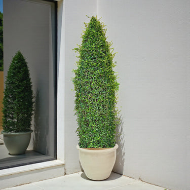 Ehretia Microphylla – Ehretia Cone Shape – Fukien Tea 11