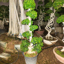 Ficus Bonsai – S Shaped 7