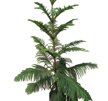 Araucaria Heterophylla – Norfolk Island Pine