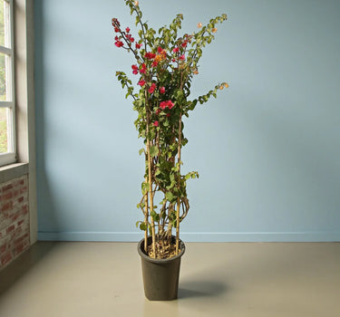 Bougainvillea Glabra 4 Stick 1.5 m