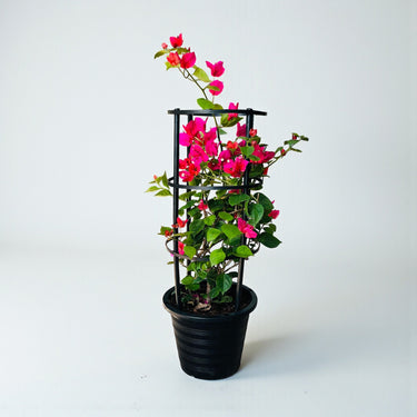 Bougainvillea Glabra – 4 Stick multi Colors 1