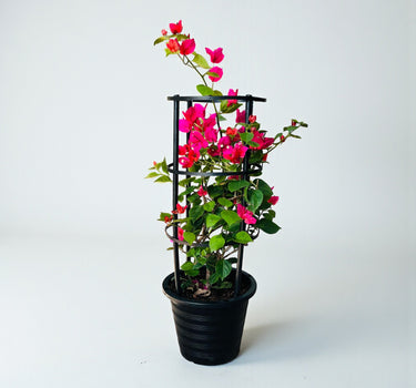 Bougainvillea Glabra – 4 Stick multi Colors 4