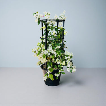 Bougainvillea Glabra – 4 Stick multi Colors 8