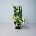 Bougainvillea Glabra – 4 Stick multi Colors 9