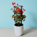 Bougainvillea Glabra – 4 Stick multi Colors 5