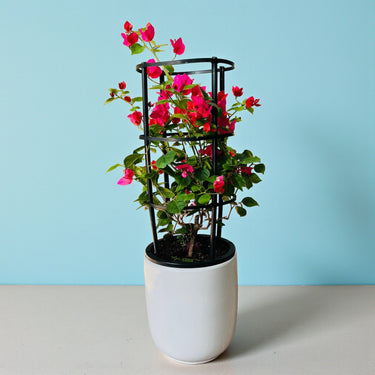 Bougainvillea Glabra – 4 Stick multi Colors 5