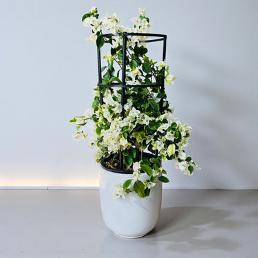 Bougainvillea Glabra – 4 Stick multi Colors 7