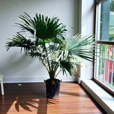 Livistona Palm – Chinese Fan Palm – Large Leaves 5