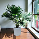 Livistona Palm – Chinese Fan Palm – Large Leaves 6