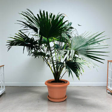 Livistona Palm – Chinese Fan Palm – Large Leaves 9
