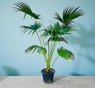 Livistona Palm – Chinese Fan Palm – Large Leaves 3