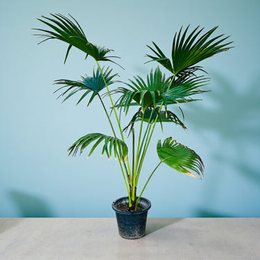 Livistona Palm – Chinese Fan Palm – Large Leaves 3