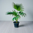 Livistona Palm – Chinese Fan Palm – Large Leaves 1