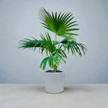 Livistona Palm – Chinese Fan Palm – Large Leaves 2