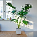Livistona Palm – Chinese Fan Palm – Large Leaves 4