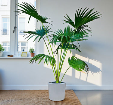 Livistona Palm – Chinese Fan Palm – Large Leaves 4