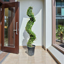 Ehretia Microphylla – Spiral Shape – Fukien Tea Tree 1