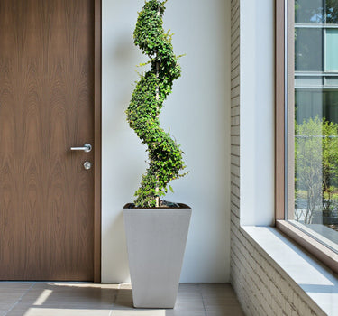 Ehretia Microphylla – Spiral Shape – Fukien Tea Tree 2