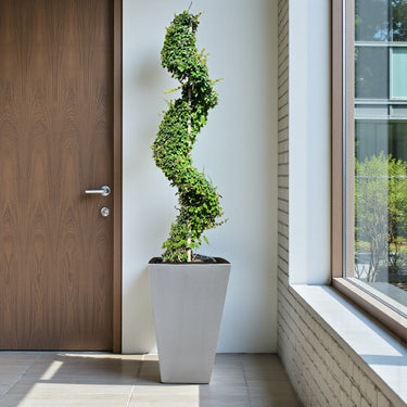 Ehretia Microphylla – Spiral Shape – Fukien Tea Tree 2