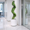 Ehretia Microphylla – Spiral Shape – Fukien Tea Tree 3