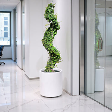 Ehretia Microphylla – Spiral Shape – Fukien Tea Tree 3