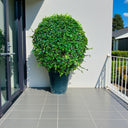 Ehretia Microphylla – Fukien Tea Tree – Ehretia Ball Shape 8
