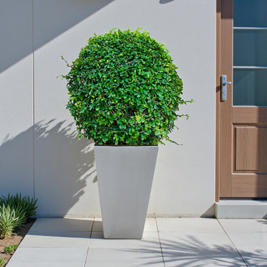 Ehretia Microphylla – Fukien Tea Tree – Ehretia Ball Shape 10