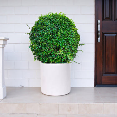 Ehretia Microphylla – Fukien Tea Tree – Ehretia Ball Shape 9