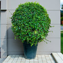 Ehretia Microphylla – Fukien Tea Tree – Ehretia Ball Shape 11