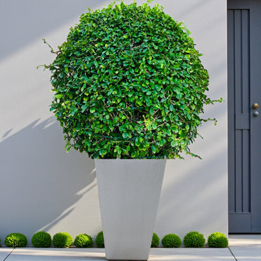 Ehretia Microphylla – Fukien Tea Tree – Ehretia Ball Shape 13