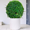 Ehretia Microphylla – Fukien Tea Tree – Ehretia Ball Shape 12