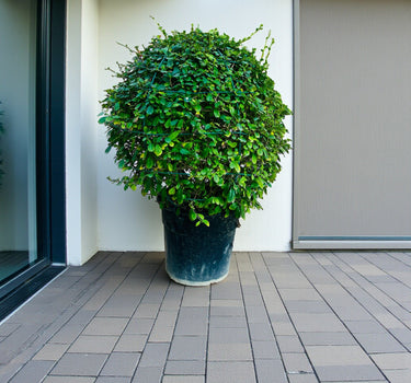 Ehretia Microphylla – Fukien Tea Tree – Ehretia Ball Shape 4