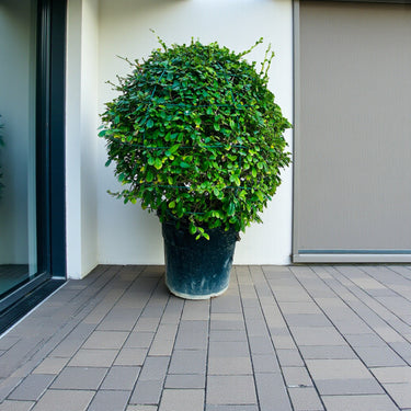 Ehretia Microphylla – Fukien Tea Tree – Ehretia Ball Shape 4