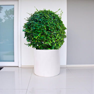 Ehretia Microphylla – Fukien Tea Tree – Ehretia Ball Shape 6