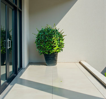 Ehretia Microphylla – Fukien Tea Tree – Ehretia Ball Shape 1