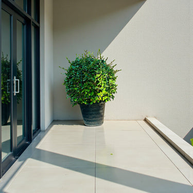 Ehretia Microphylla – Fukien Tea Tree – Ehretia Ball Shape 1