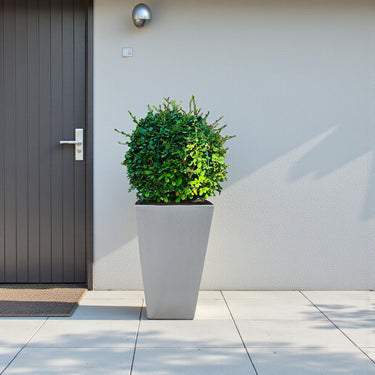 Ehretia Microphylla – Fukien Tea Tree – Ehretia Ball Shape 3