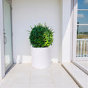Ehretia Microphylla – Fukien Tea Tree – Ehretia Ball Shape 2