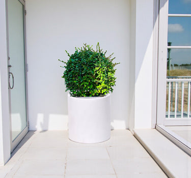 Ehretia Microphylla – Fukien Tea Tree – Ehretia Ball Shape 2